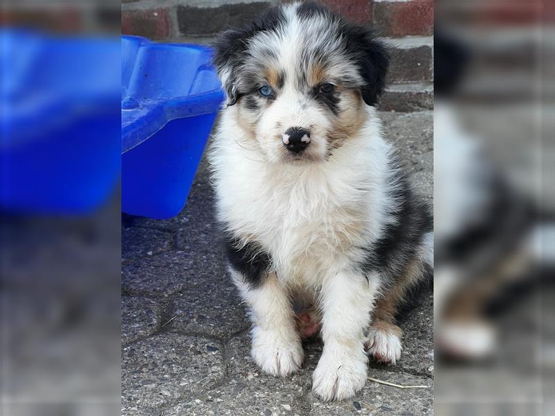 Australian Shepherd Welpen suchen Zuhause