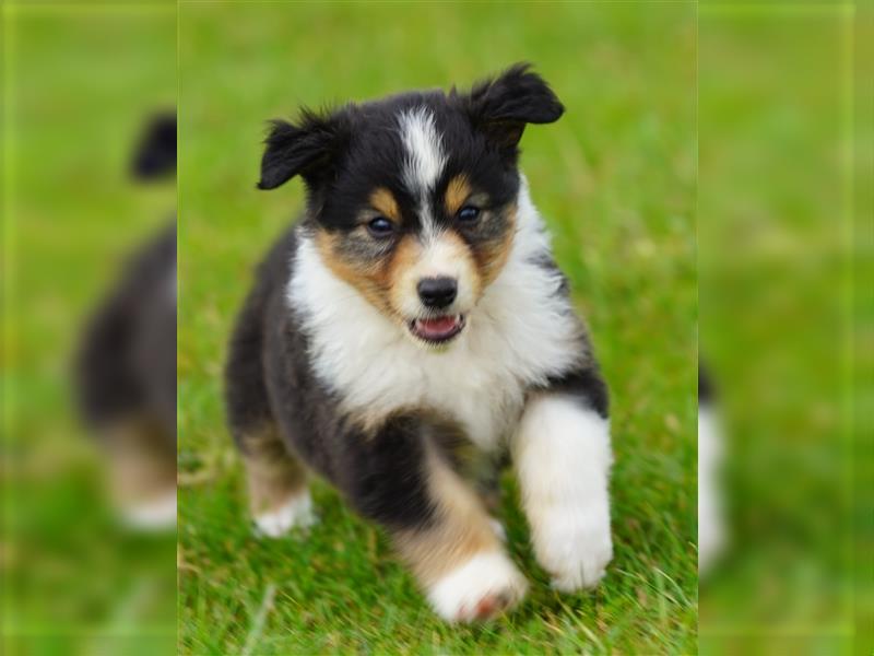 Australian Shepherd Welpen suchen Zuhause