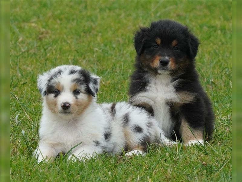 Australian Shepherd Welpen suchen Zuhause