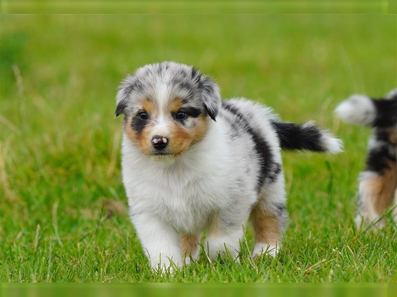 Australian Shepherd Welpen suchen Zuhause