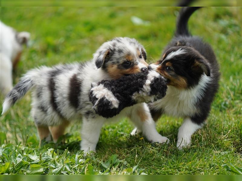 Australian Shepherd Welpen suchen Zuhause