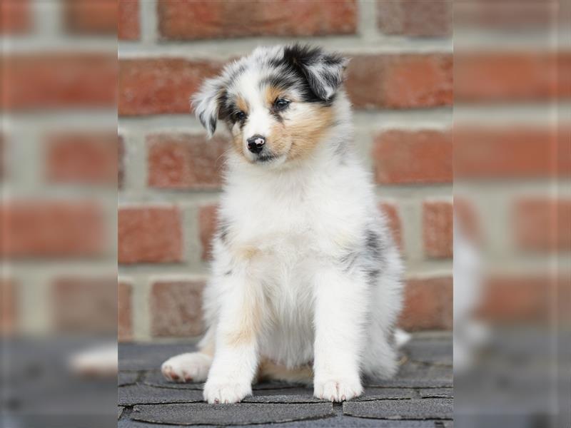 Australian Shepherd Welpen suchen Zuhause