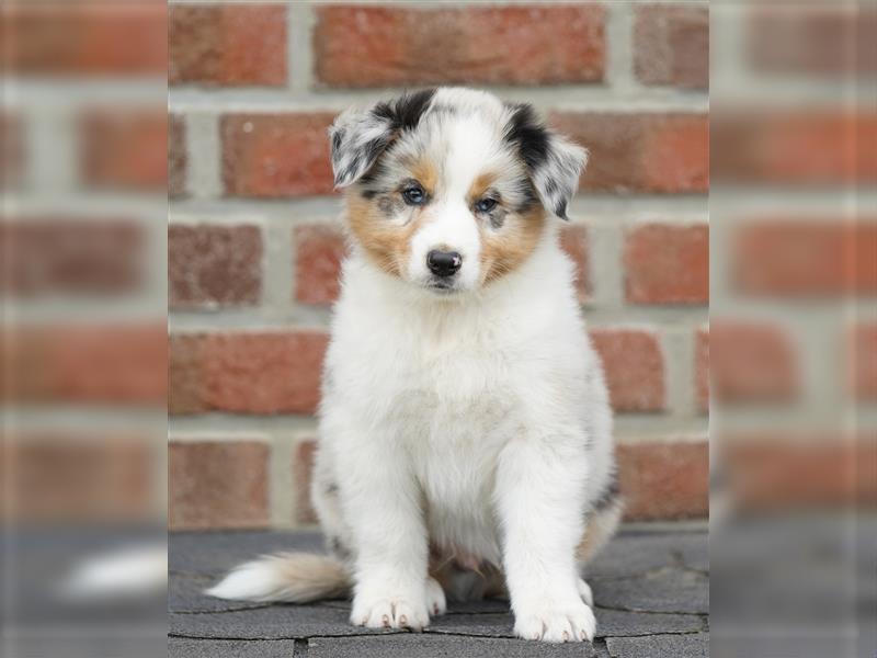 Australian Shepherd Welpen suchen Zuhause