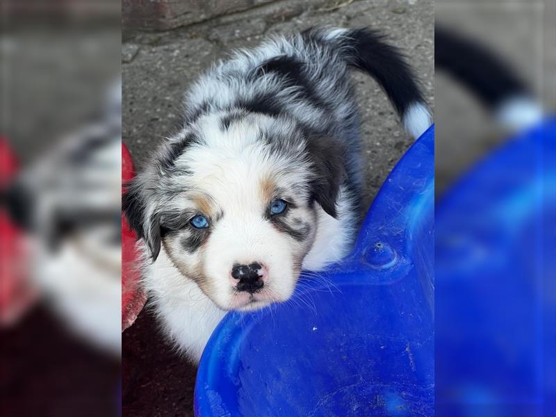 Australian Shepherd Welpen suchen Zuhause