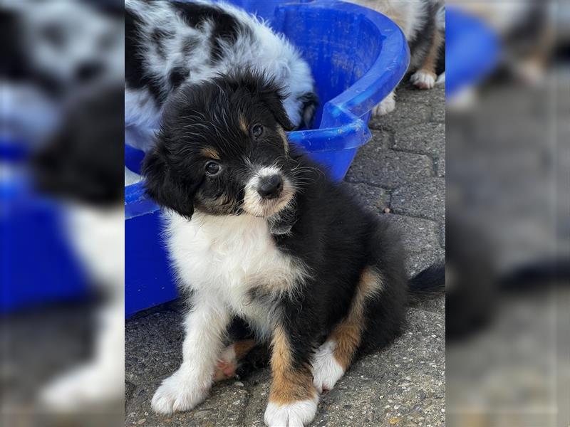 Australian Shepherd Welpen suchen Zuhause