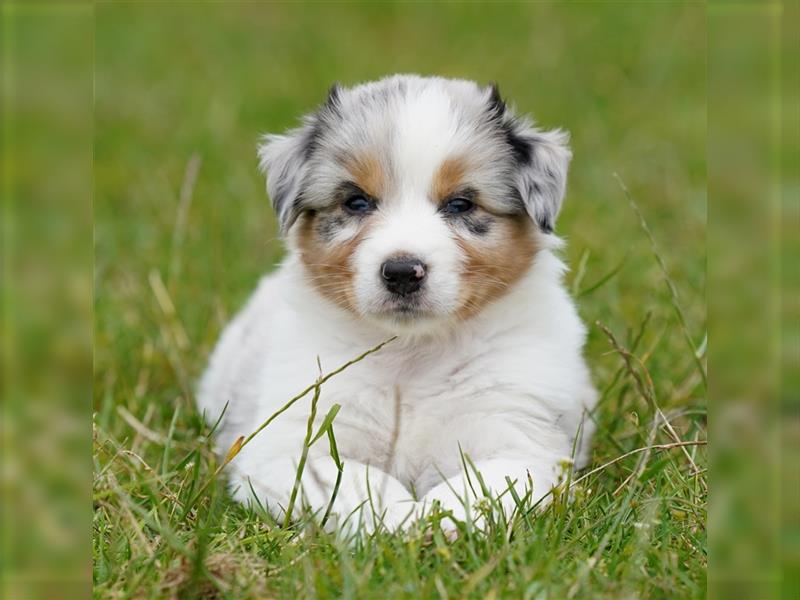 Australian Shepherd Welpen suchen Zuhause