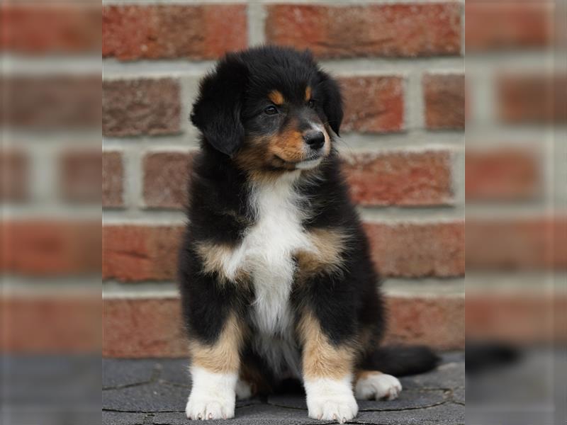 Australian Shepherd Welpen suchen Zuhause