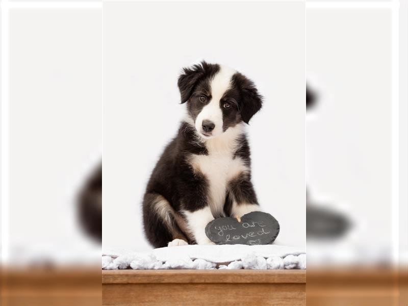 Wunderschöne Australian Shepherd Welpen