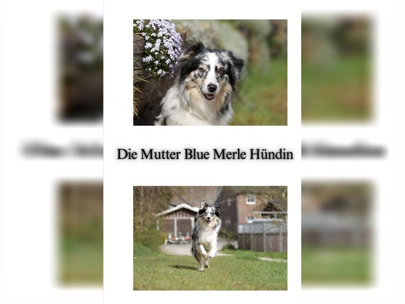 Wunderschöne Australian Shepherd Welpen