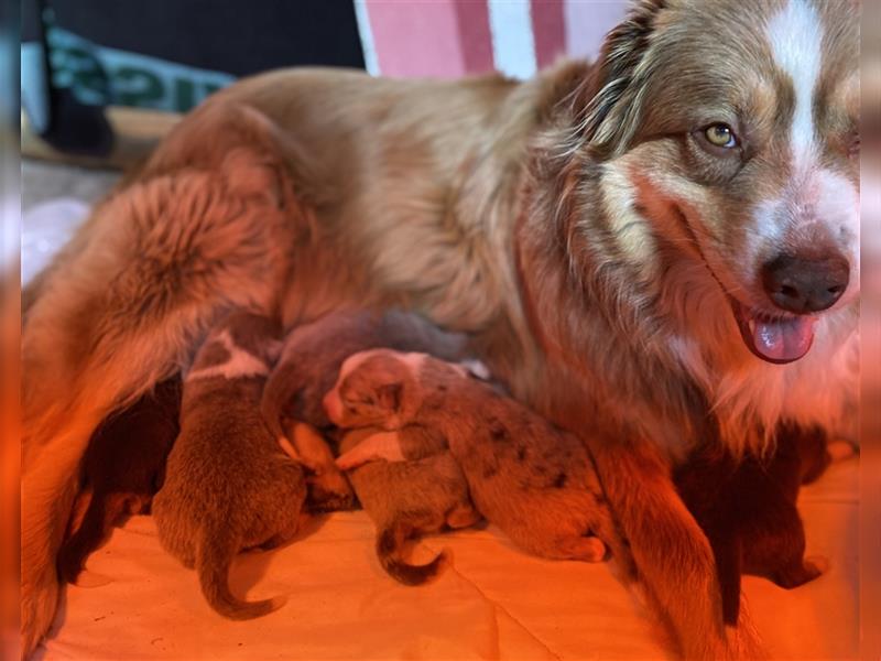 Australian Sheperd Welpen