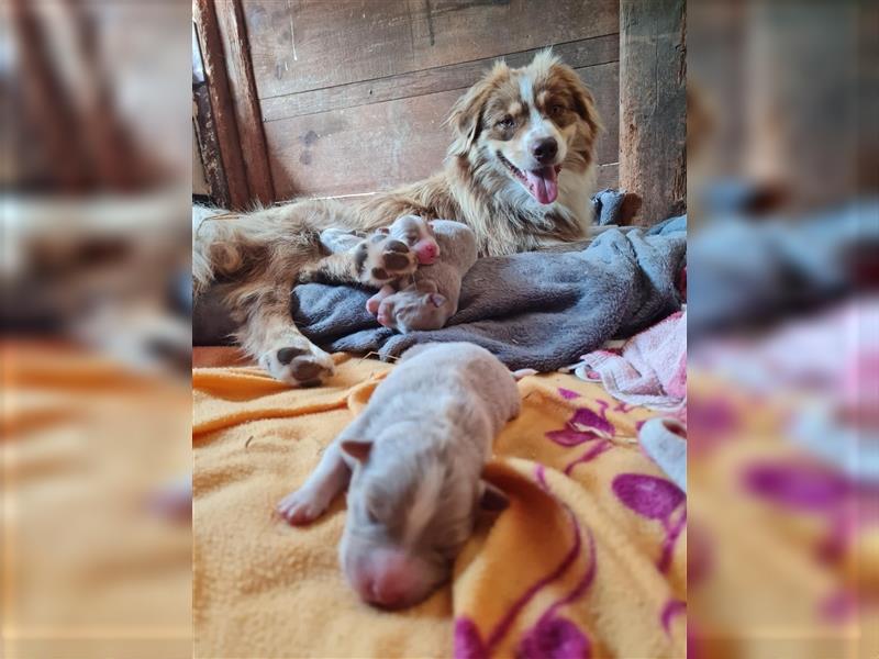 Australian Sheperd Welpen