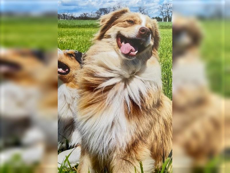 Australian Sheperd Welpen