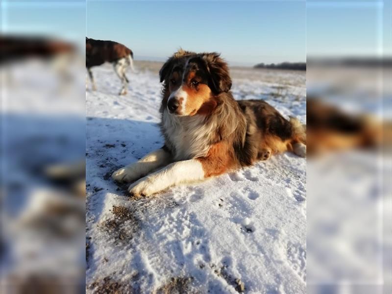 Australian Sheperd Welpen