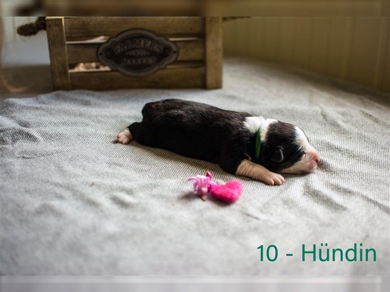 10 wunderschöne Australian Shepherd Welpen suchen ein wunderschönes Zuhause