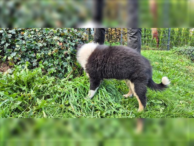 Australian Shepherd Welpen