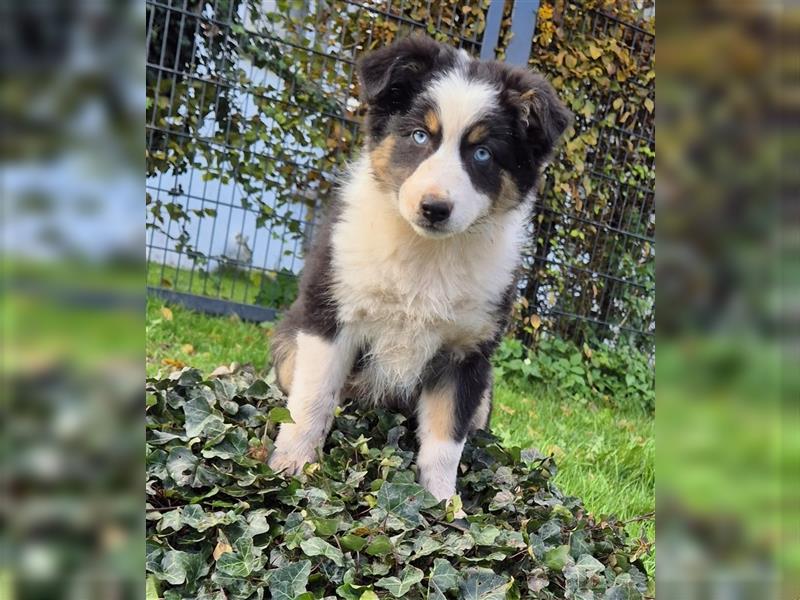 Australian Shepherd Welpen