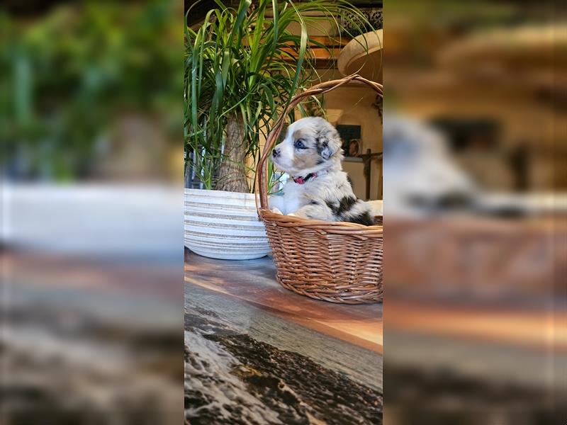 Australien  Shepherd  Showlinie Welpen aus familiärer hobbyzucht genetisch von Erbkrankheit Mdr1++