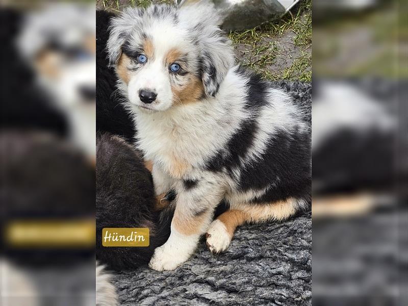 Australian Shepherd Welpen Showlinie blue eyed  auf familiärer Hobbyzucht gen.frei  Erbkrankheiten