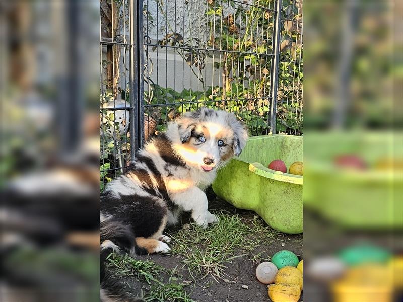 Australian Shepherd Welpen Showlinie blue eyed  auf familiärer Hobbyzucht gen.frei  Erbkrankheiten