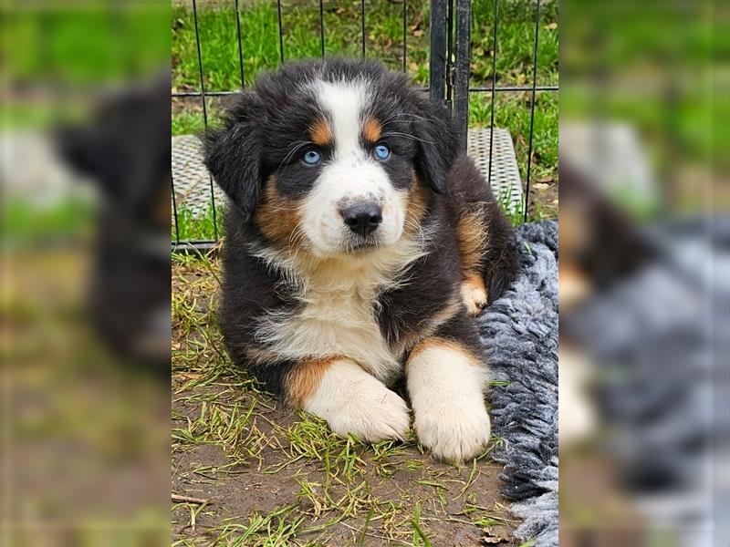 Australian Shepherd Welpen Showlinie blue eyed  auf familiärer Hobbyzucht gen.frei  Erbkrankheiten