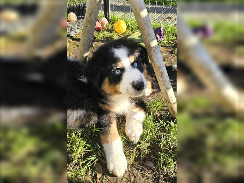 Australian Shepherd Welpen Showlinie blue eyed  auf familiärer Hobbyzucht gen.frei  Erbkrankheiten