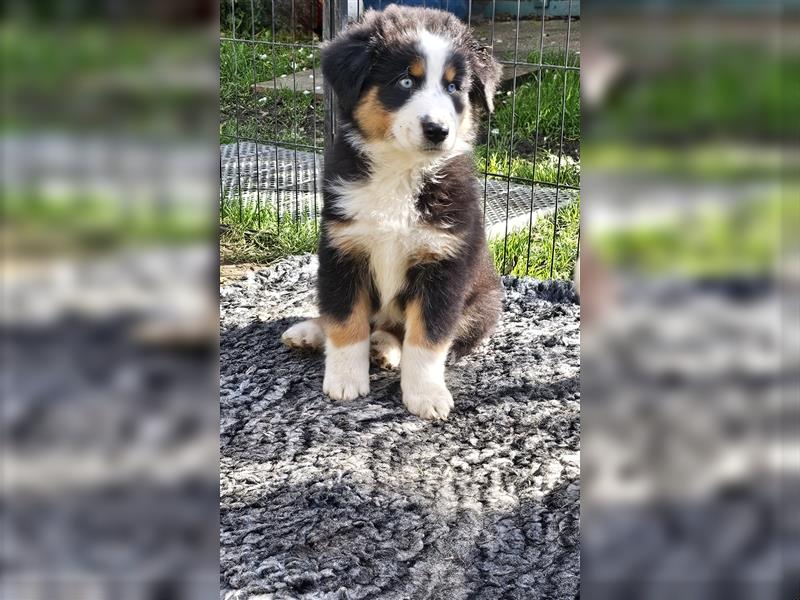 Australian Shepherd Welpen Showlinie blue eyed  auf familiärer Hobbyzucht gen.frei  Erbkrankheiten