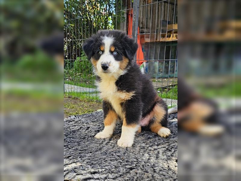 Australian Shepherd Welpen Showlinie blue eyed  auf familiärer Hobbyzucht gen.frei  Erbkrankheiten