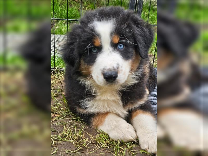 Australian Shepherd Welpen Showlinie blue eyed  auf familiärer Hobbyzucht gen.frei  Erbkrankheiten