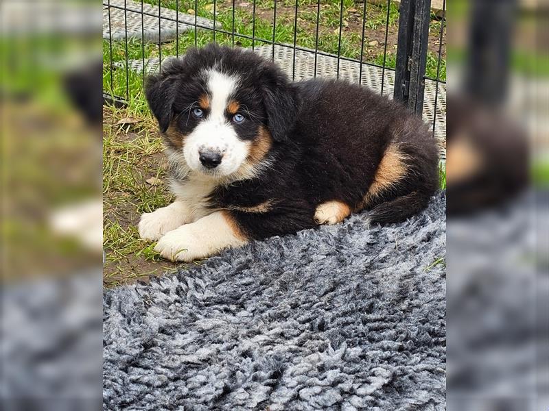 Australian Shepherd Welpen Showlinie blue eyed  auf familiärer Hobbyzucht gen.frei  Erbkrankheiten