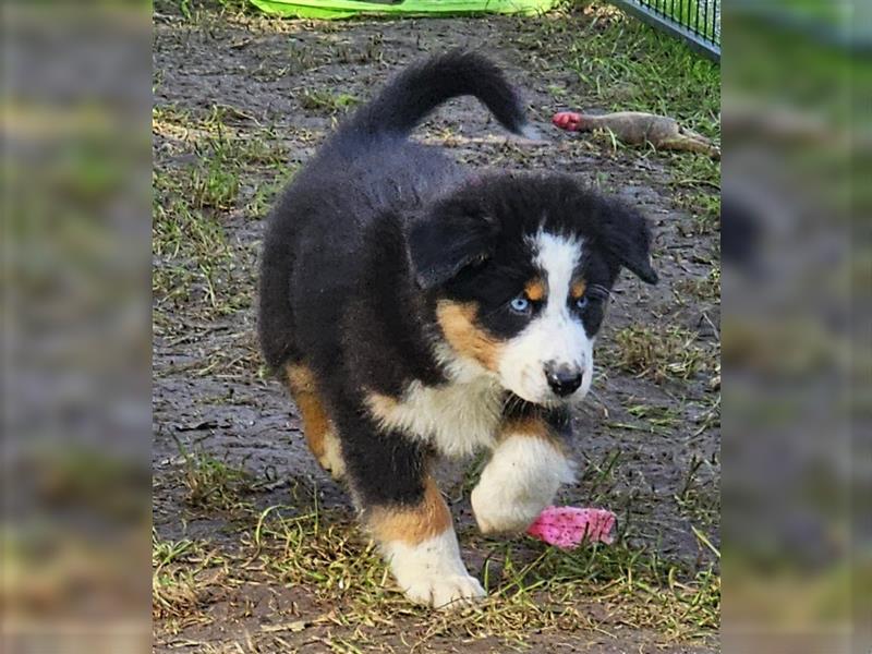 Australian Shepherd Welpen Showlinie blue eyed  auf familiärer Hobbyzucht gen.frei  Erbkrankheiten