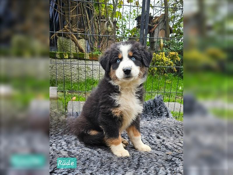 Australian Shepherd Welpen Showlinie blue eyed  auf familiärer Hobbyzucht gen.frei  Erbkrankheiten