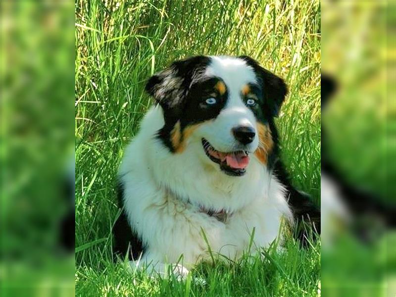 Australian Shepherd Welpen Showlinie blue eyed  auf familiärer Hobbyzucht gen.frei  Erbkrankheiten