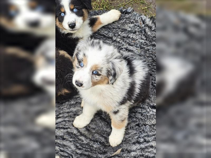 Australian Shepherd Welpen Showlinie blue eyed  auf familiärer Hobbyzucht gen.frei  Erbkrankheiten