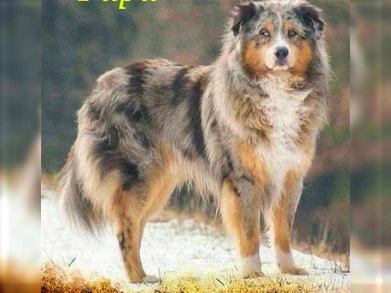 Australian Shepherd Welpen Showlinie blue eyed  auf familiärer Hobbyzucht gen.frei  Erbkrankheiten