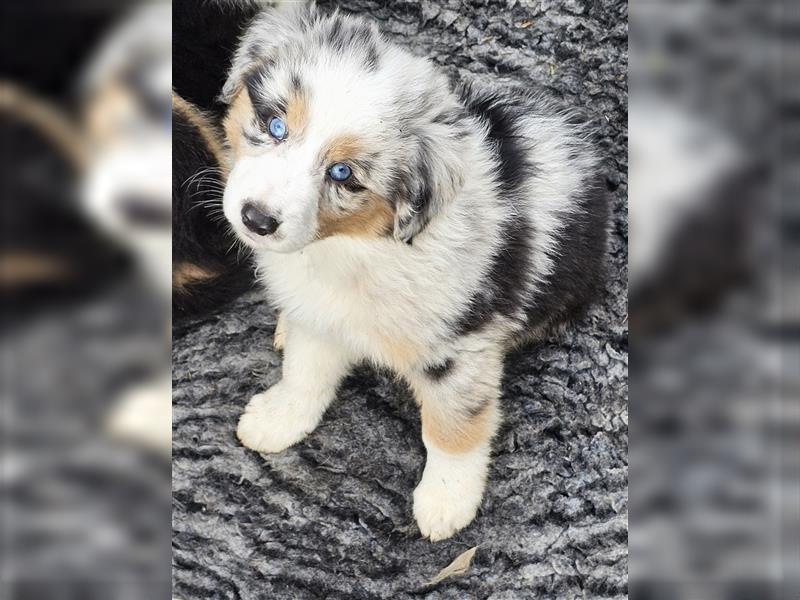 Australian Shepherd Welpen Showlinie blue eyed  auf familiärer Hobbyzucht gen.frei  Erbkrankheiten