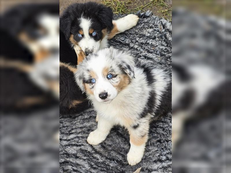 Australian Shepherd Welpen Showlinie blue eyed  auf familiärer Hobbyzucht gen.frei  Erbkrankheiten