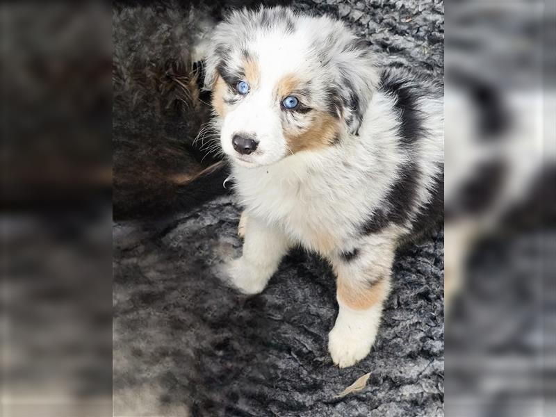 Australian Shepherd Welpen Showlinie blue eyed  auf familiärer Hobbyzucht gen.frei  Erbkrankheiten