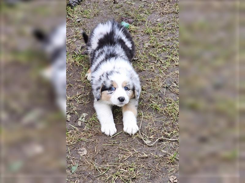 Australian Shepherd Welpen Showlinie blue eyed  auf familiärer Hobbyzucht gen.frei  Erbkrankheiten