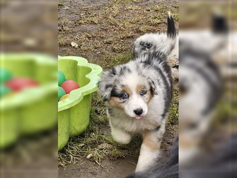 Australian Shepherd Welpen Showlinie blue eyed  auf familiärer Hobbyzucht gen.frei  Erbkrankheiten