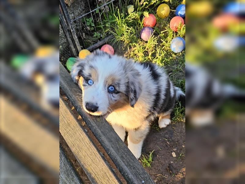 Australian Shepherd Welpen Showlinie blue eyed  auf familiärer Hobbyzucht gen.frei  Erbkrankheiten