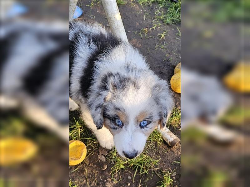 Australian Shepherd Welpen Showlinie blue eyed  auf familiärer Hobbyzucht gen.frei  Erbkrankheiten