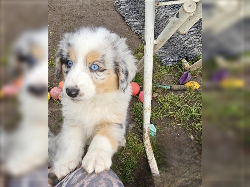 Zauberhafte Australian Shepherd Welpen Showlinie blue eyed aus familiärer Hobbyzucht Mdr1 ++