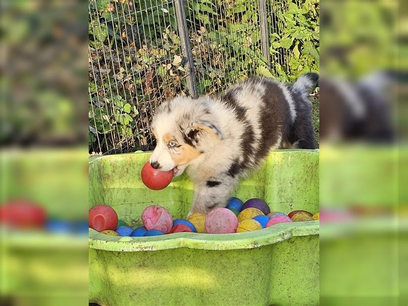 Zauberhafte Australian Shepherd Welpen Showlinie blue eyed aus familiärer Hobbyzucht Mdr1 ++