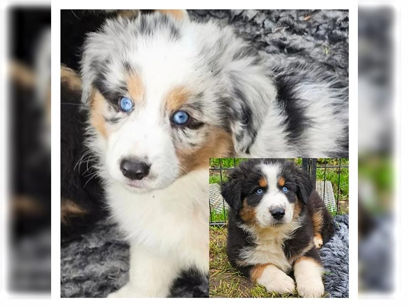 Zauberhafte Australian Shepherd Welpen Showlinie blue eyed aus familiärer Hobbyzucht Mdr1 ++