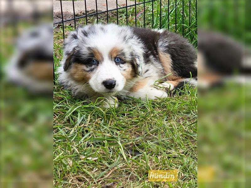 Zauberhafte Australian Shepherd Welpen Showlinie blue eyed aus familiärer Hobbyzucht Mdr1 ++