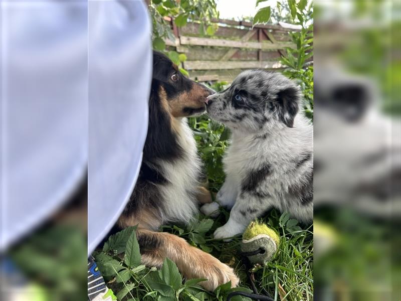 Blue Merle Hündin abgabebereit