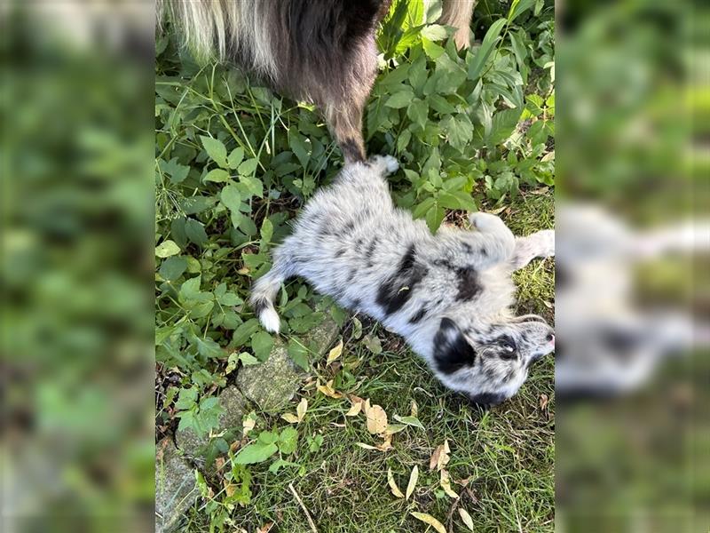 Blue Merle Hündin abgabebereit