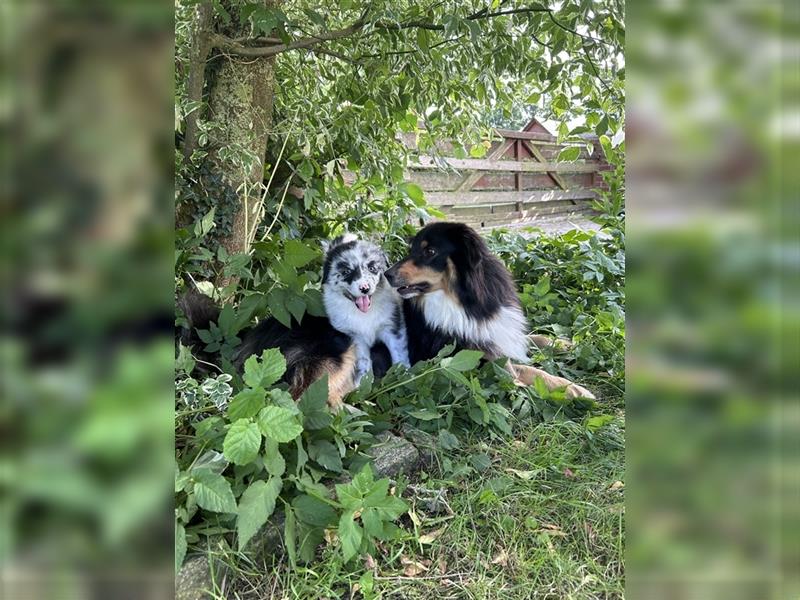 Blue Merle Hündin abgabebereit