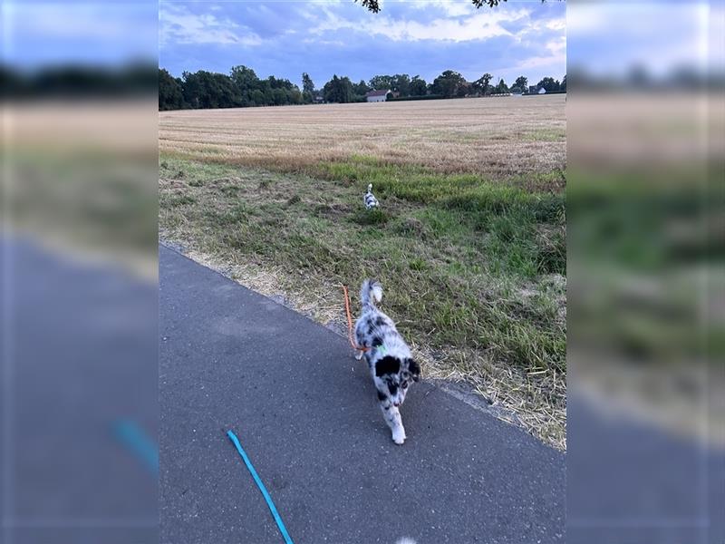 Blue Merle Hündin abgabebereit