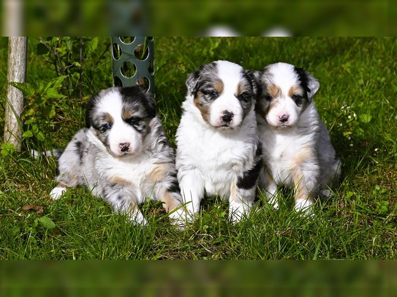 extrem hübsche , bestens sozialisierte Australian Shepherd Welpen aus kontollierter Zucht